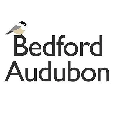 @bedfordaudubon