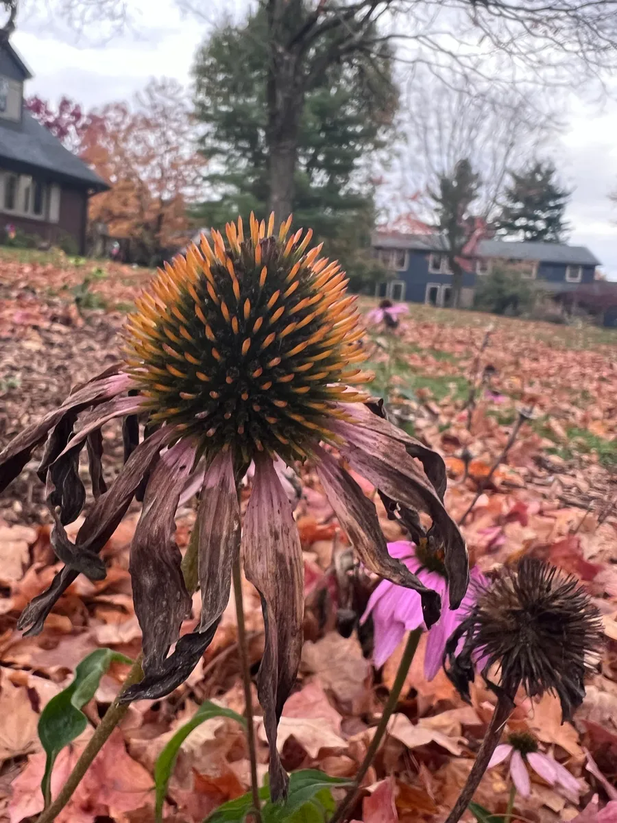 Sairies Prairie cover photo