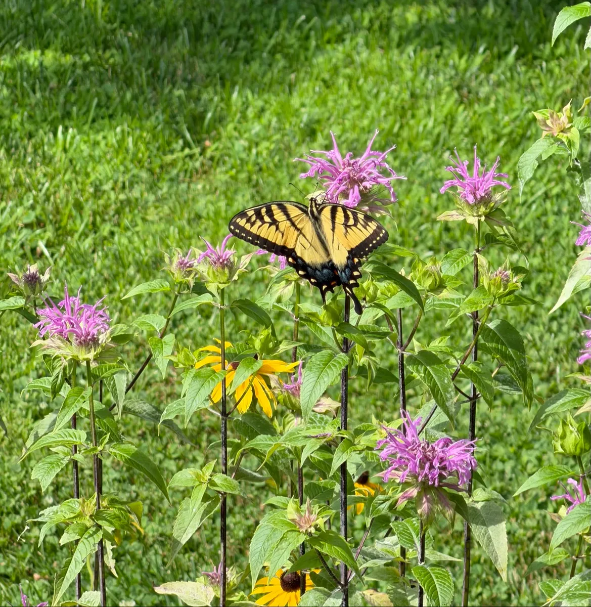 My NY Ecosystem cover photo