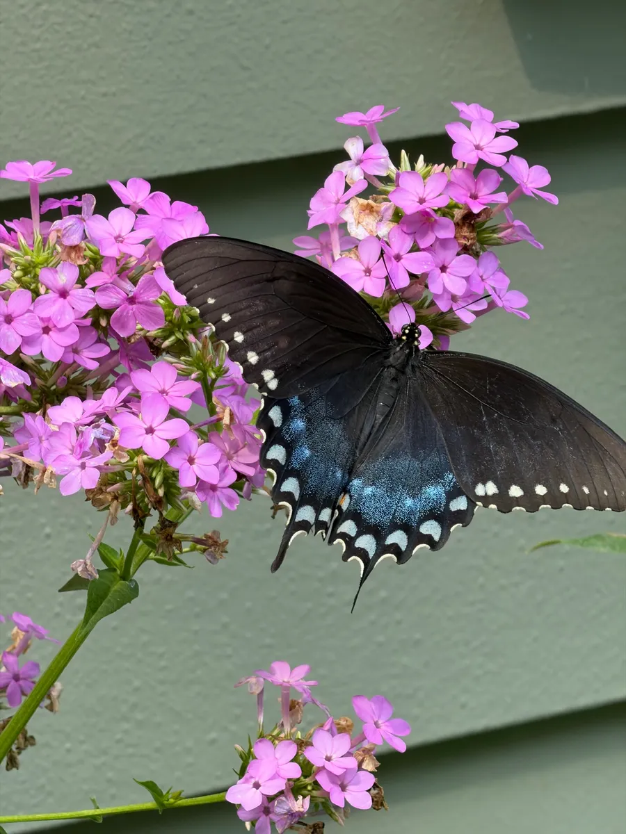 My NY Ecosystem cover photo