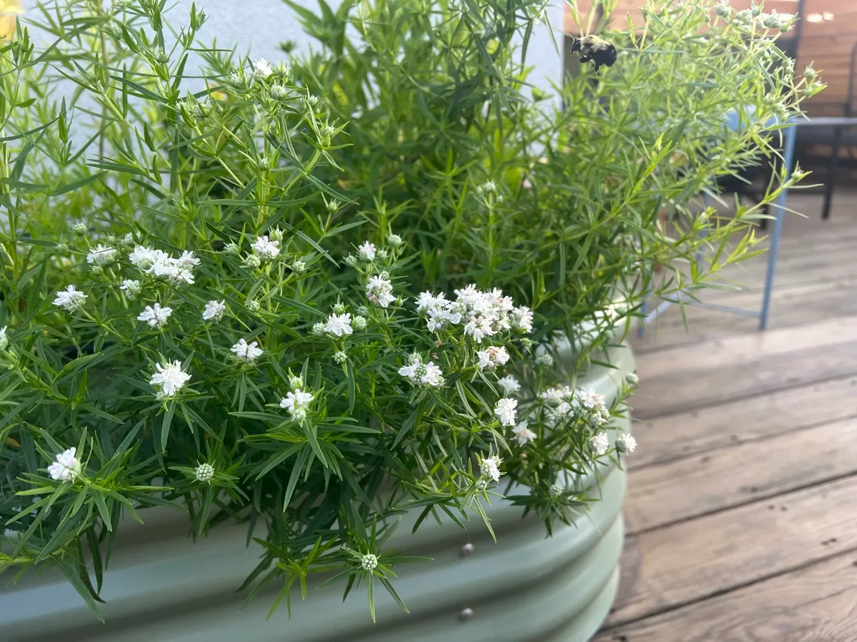LittleSwallowGarden cover photo