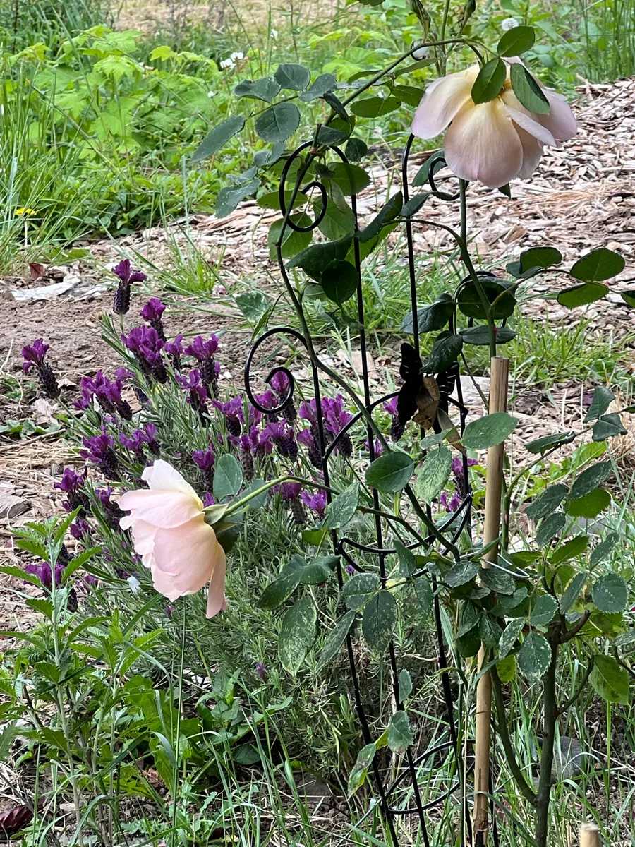 Humble Bee Haven cover photo