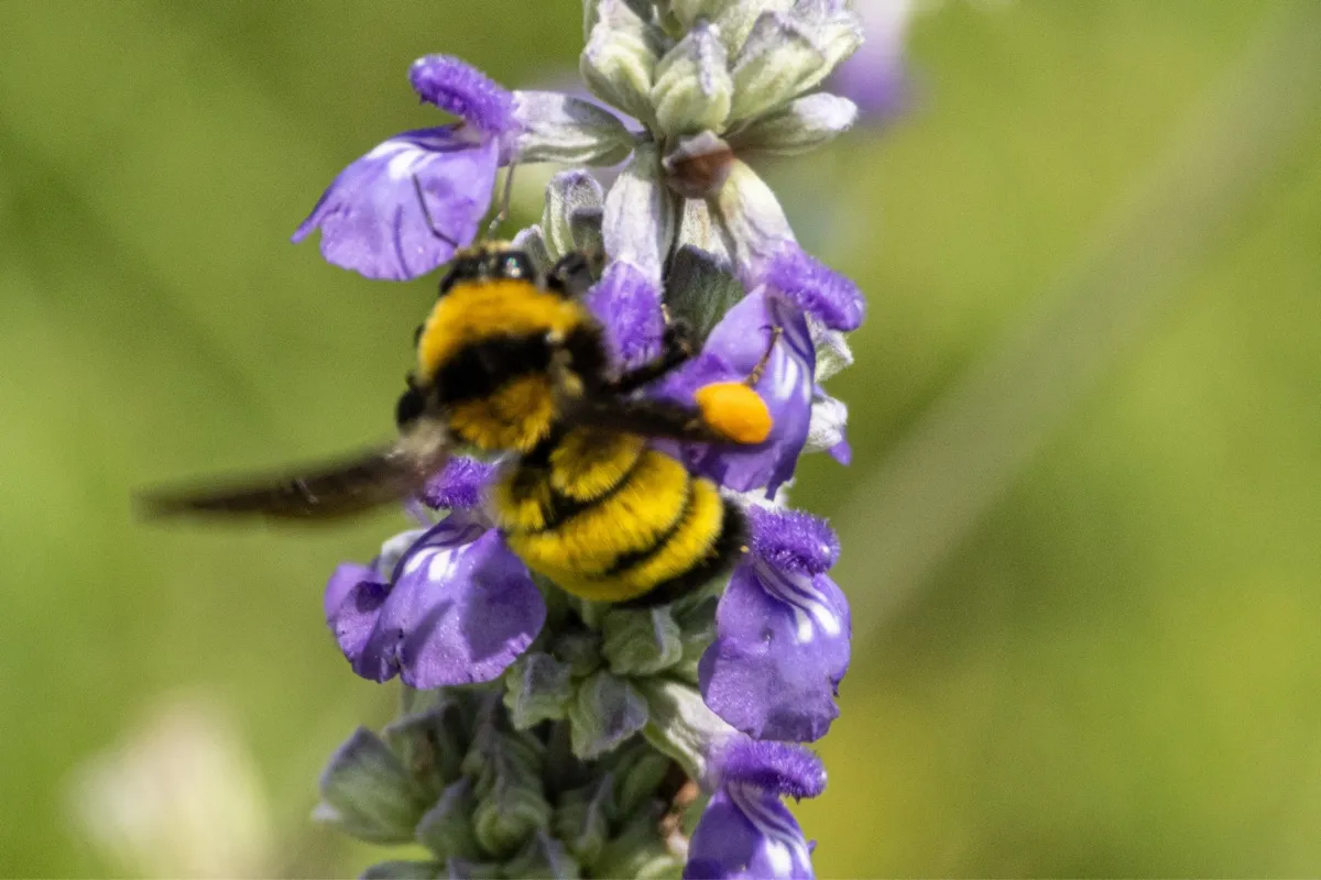 Bumblebee village cover photo