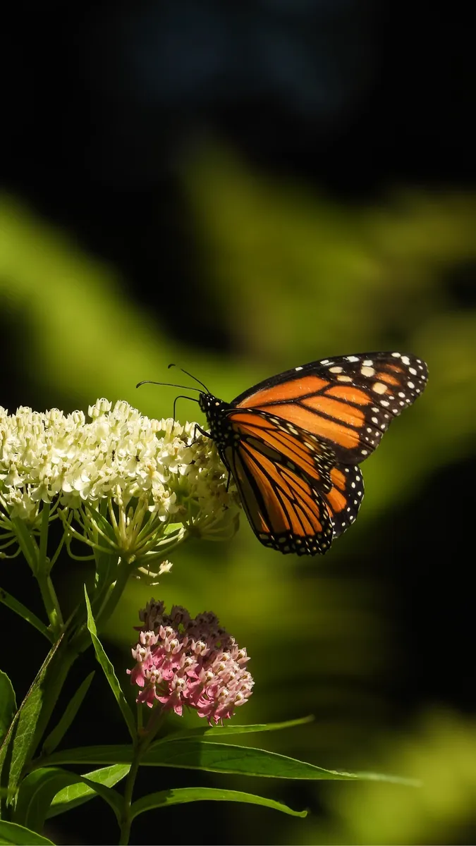Flutter and Flourish Farm cover photo