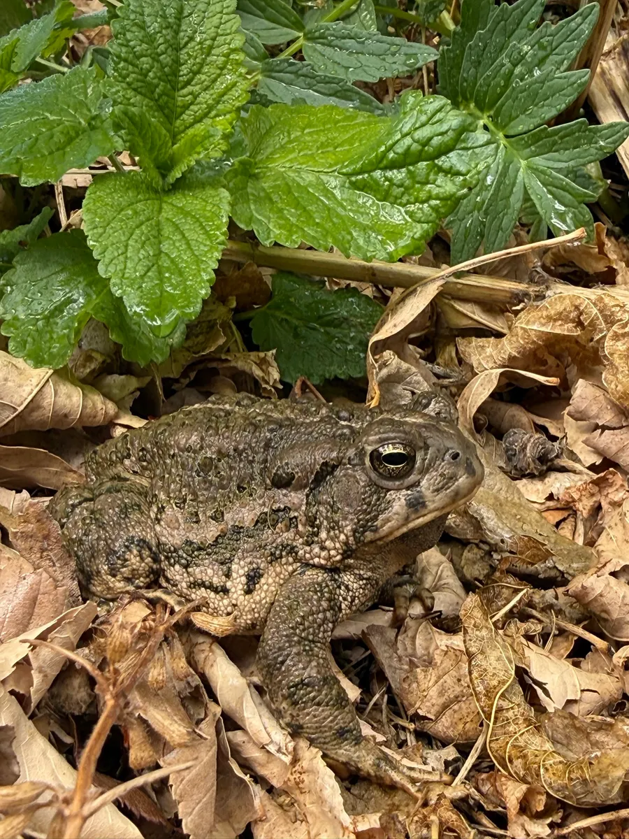 Colorado Botanical Wildlife Sanctuary cover photo