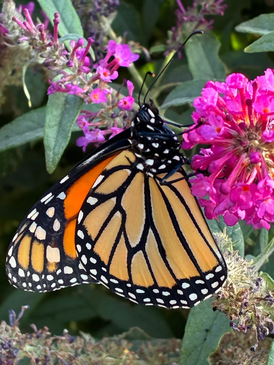 Warren Wildlife Haven cover photo