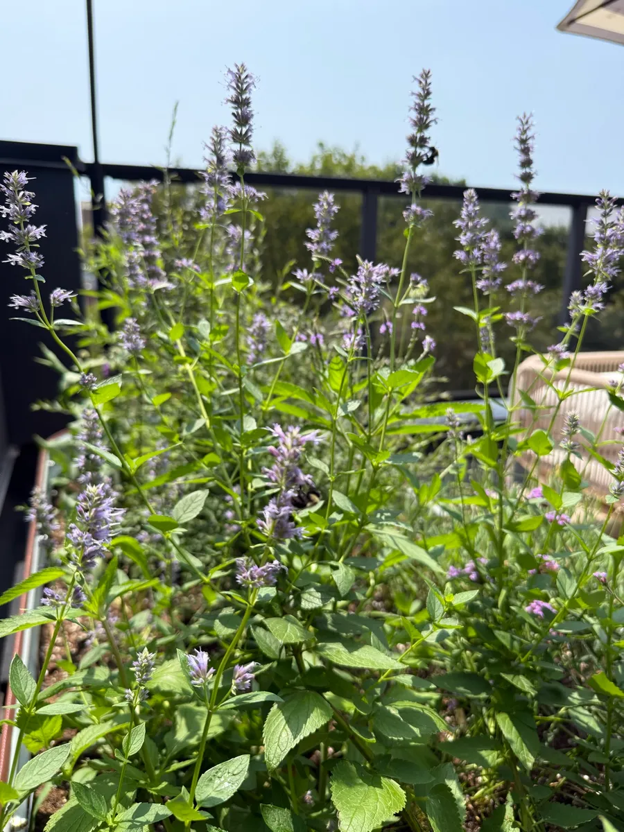 Just Bee cover photo