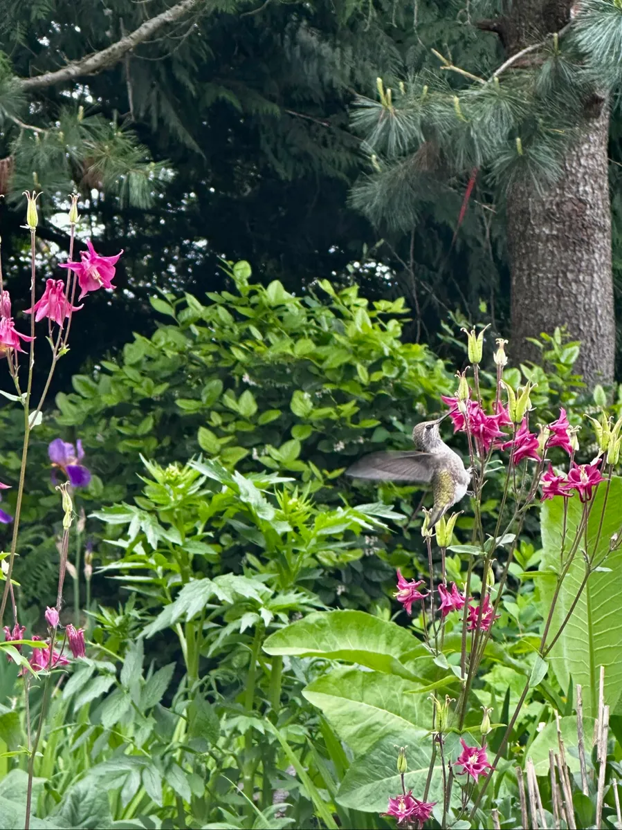 Crow’s Garden cover photo