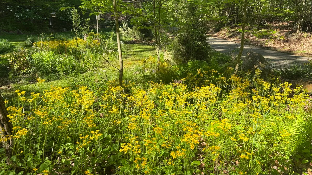 PLANitWILD Sanctuary cover photo