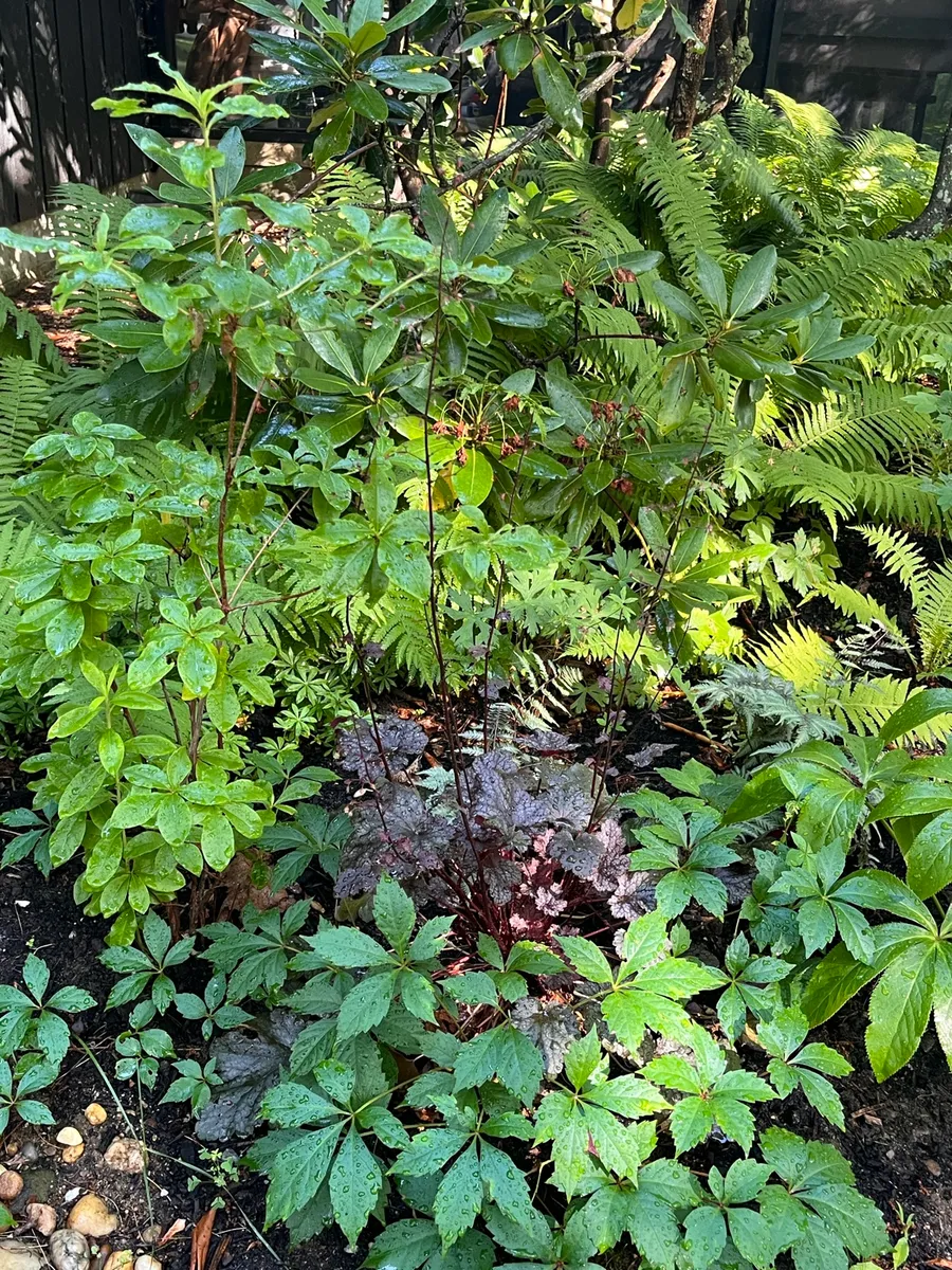 Springs Wooded 1/2 Acre cover photo