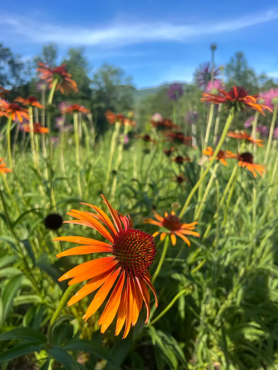 Bear Peak cover photo